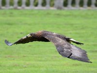 Steinadler 104